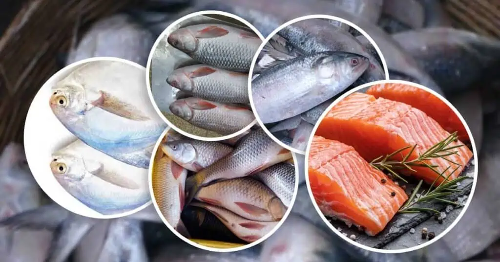 Top 5 Best Indian Fishes Rich in Protein Which Are Available In Local Markets