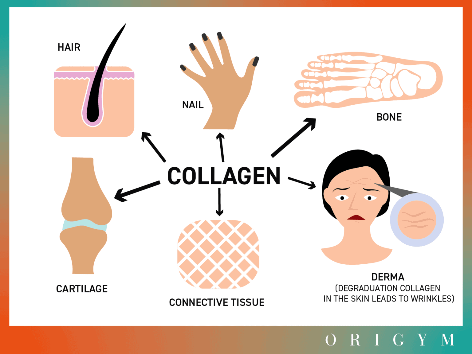 11 Collagen Benefits For Women Improves Skin Hair And More